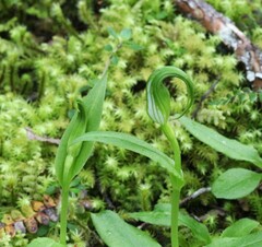 Pterostylis oliveri
