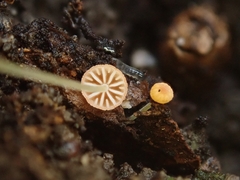 Mycena oregonensis