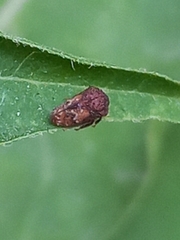 Eucoccosterphus paludatus