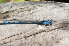 Argia lacrimans