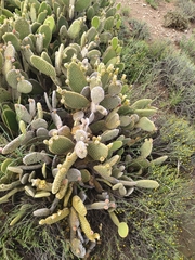 Opuntia microdasys