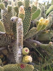 Opuntia microdasys