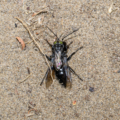 Tachysphex nigerrimus