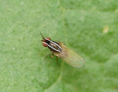 Poecilohetaerus aquilus