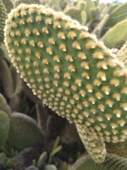 Opuntia microdasys
