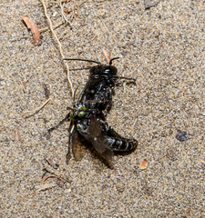 Tachysphex nigerrimus