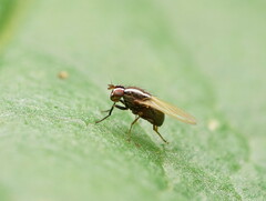 Poecilohetaerus aquilus