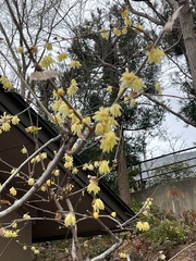 Chimonanthus