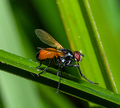 Huttonobesseria verecunda