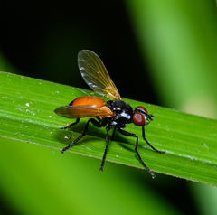 Huttonobesseria verecunda