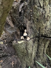 Micacei