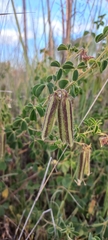 Crotalaria lotoides