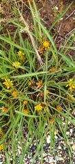 Geigeria burkei