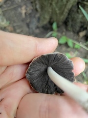 Micacei