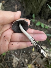 Micacei