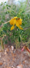 Crotalaria lotoides