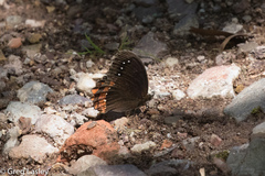 Gyrocheilus patrobas