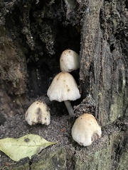 Micacei