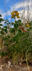 Crotalaria lotoides