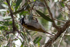 Melithreptus albogularis