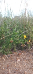 Crotalaria lotoides