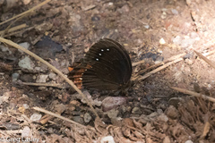 Gyrocheilus patrobas