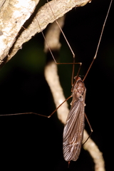 Austrotipula hudsoni