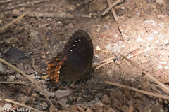 Gyrocheilus patrobas