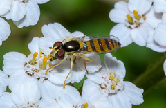 Sphaerophoria macrogaster
