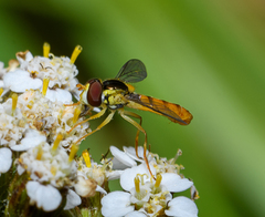 Sphaerophoria macrogaster