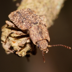 Syrphetodes marginatus
