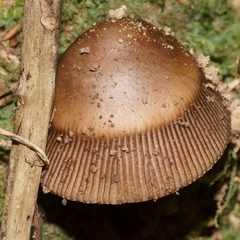 Amanita pekeoides