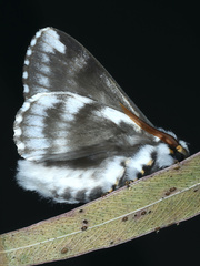Porela vitulina