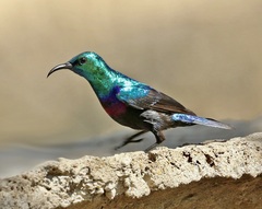 Cinnyris bifasciatus