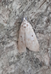 Sommeria marchalii
