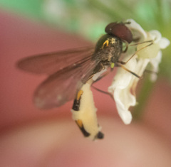 Entomophthora syrphi