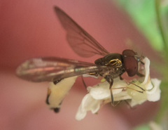 Entomophthora syrphi