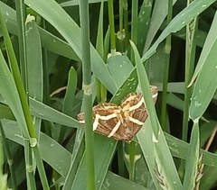 Chrysolarentia oxygona