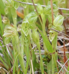 Pterostylis tanypoda