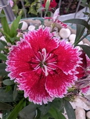 Dianthus chinensis × barbatus