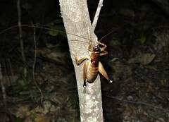 Penalva flavocalceata