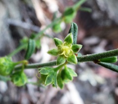 Phyllanthus hirtellus