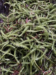 Plagiothecium undulatum