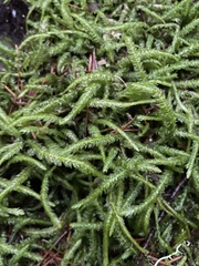 Plagiothecium undulatum