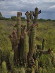 Trichocereus spachianus