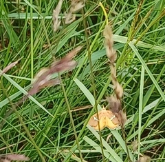 Chrysolarentia leucozona