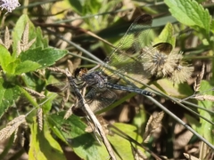 Diplacodes nebulosa