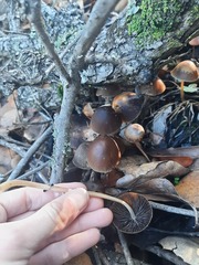 Psathyrella