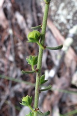 Phyllanthus hirtellus