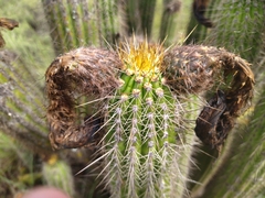 Trichocereus spachianus